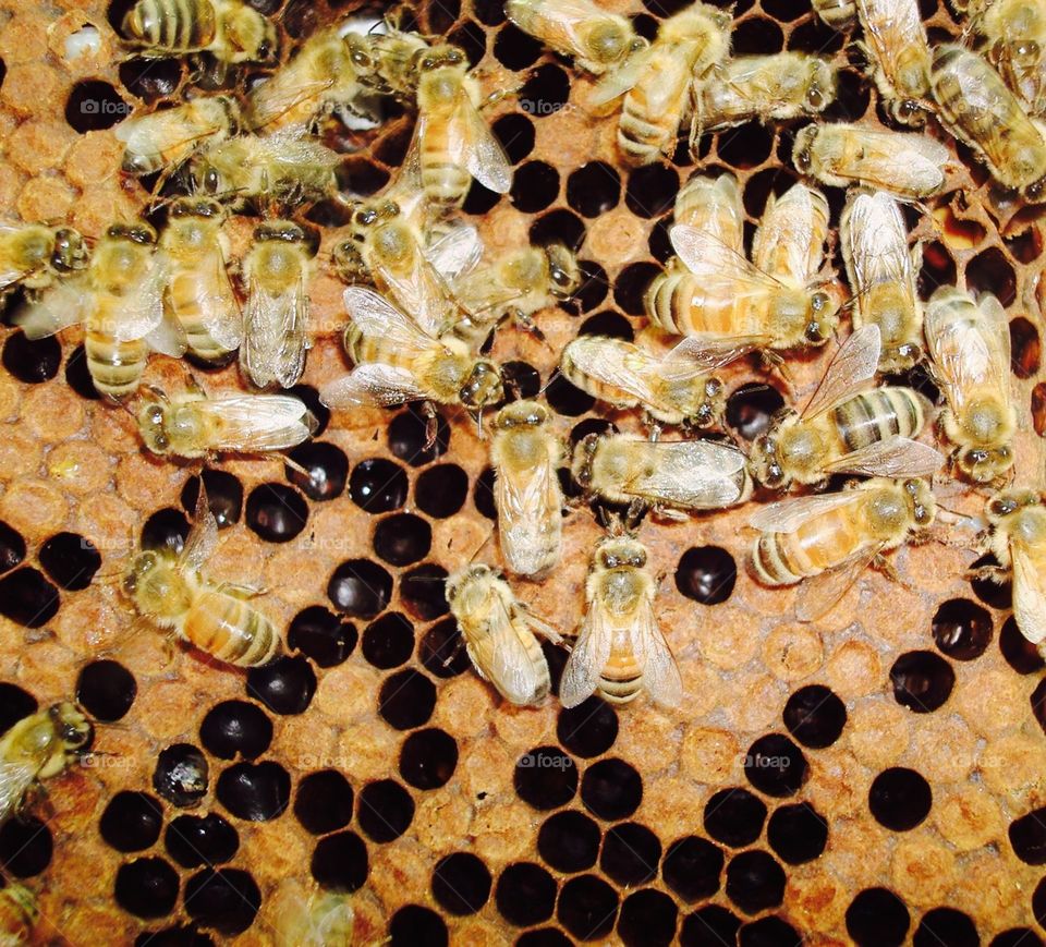 Bee colony 