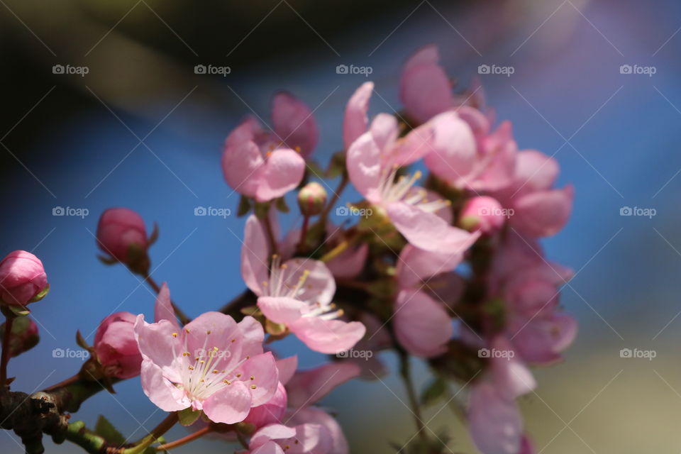 Cherry blossoms in springtime 