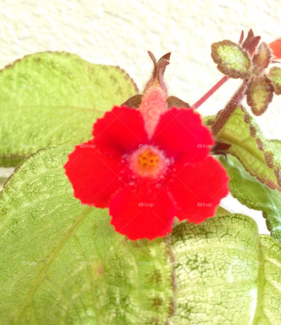 Red Flower