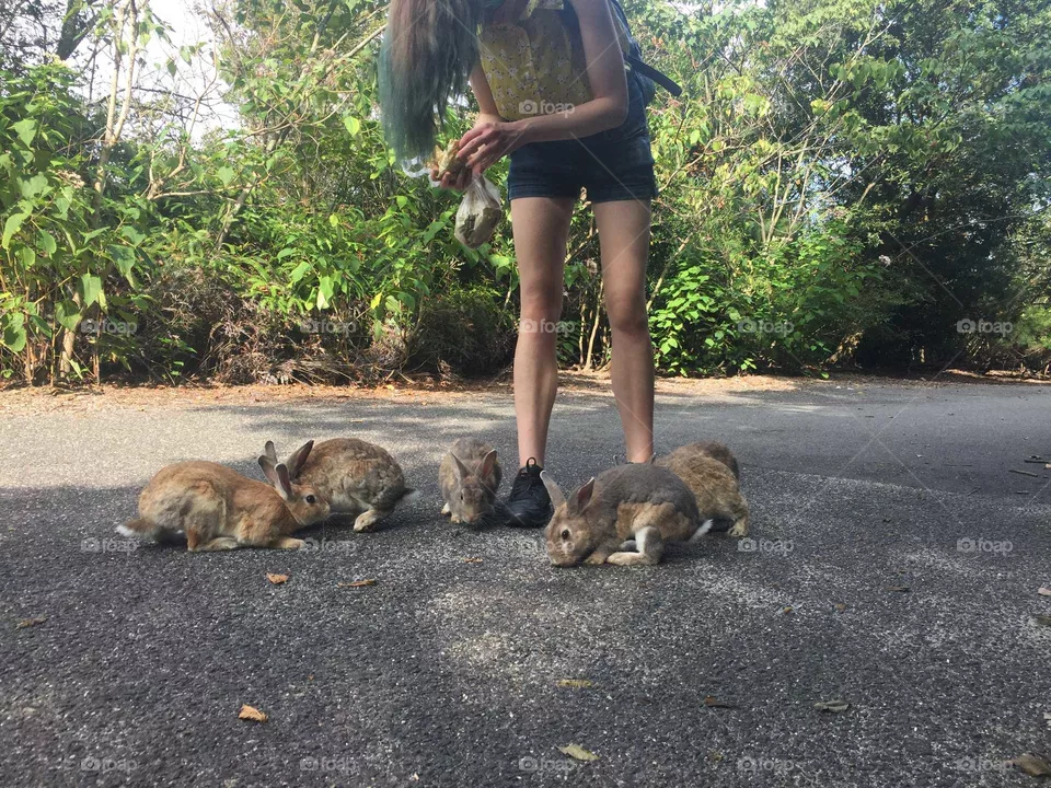 Mammal, Nature, Outdoors, Wildlife, Road