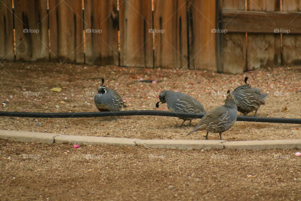 Group of male quail