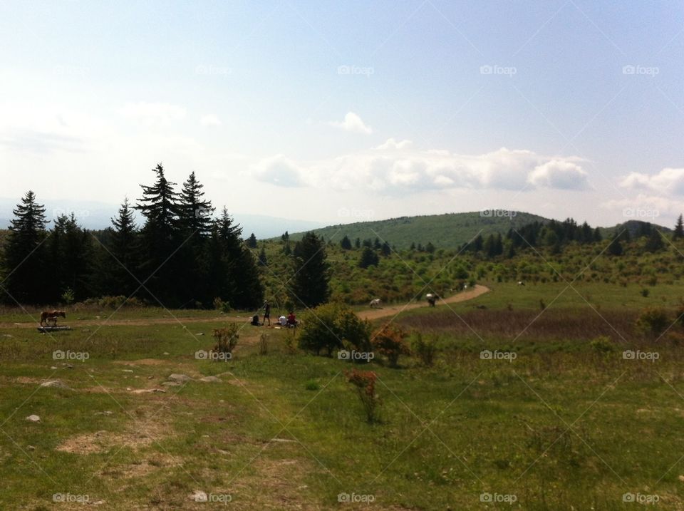 Grayson Highlands. Taken at Grayson Highlands State Park. 