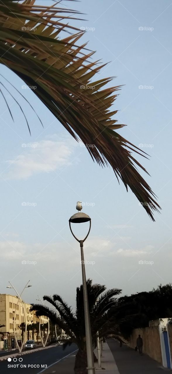 beautiful seagull on electric line