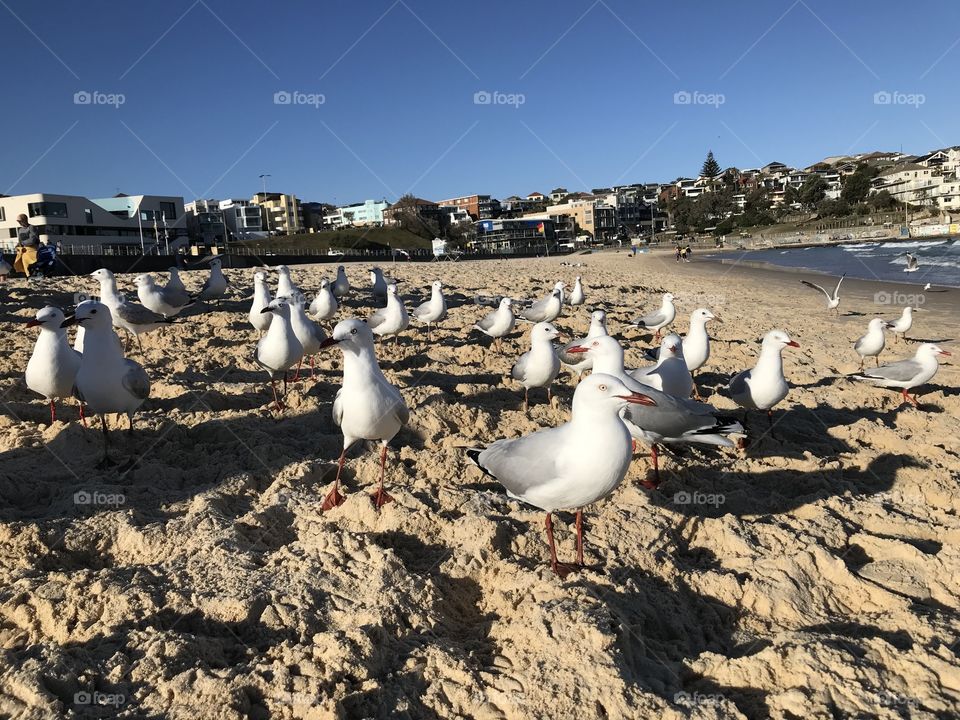 Seagulls in Bondi Beach