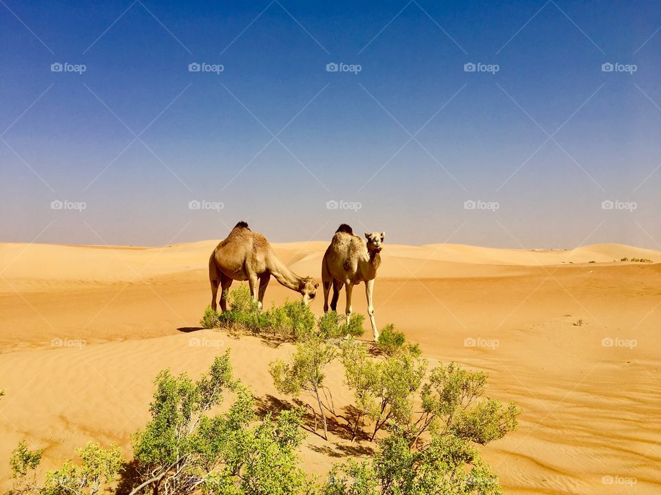 Shapes of nature, Beautiful reddish desert with sand dune shapes and camels, wind made desert in perfect curvy shapes, also some desert rare plants in the photo