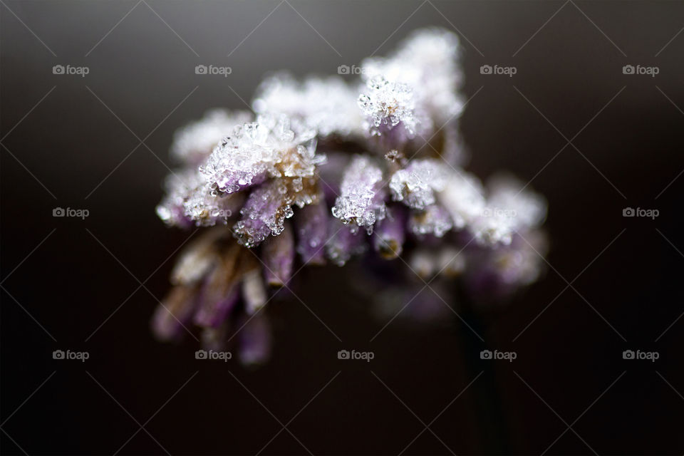 Frosty lavender