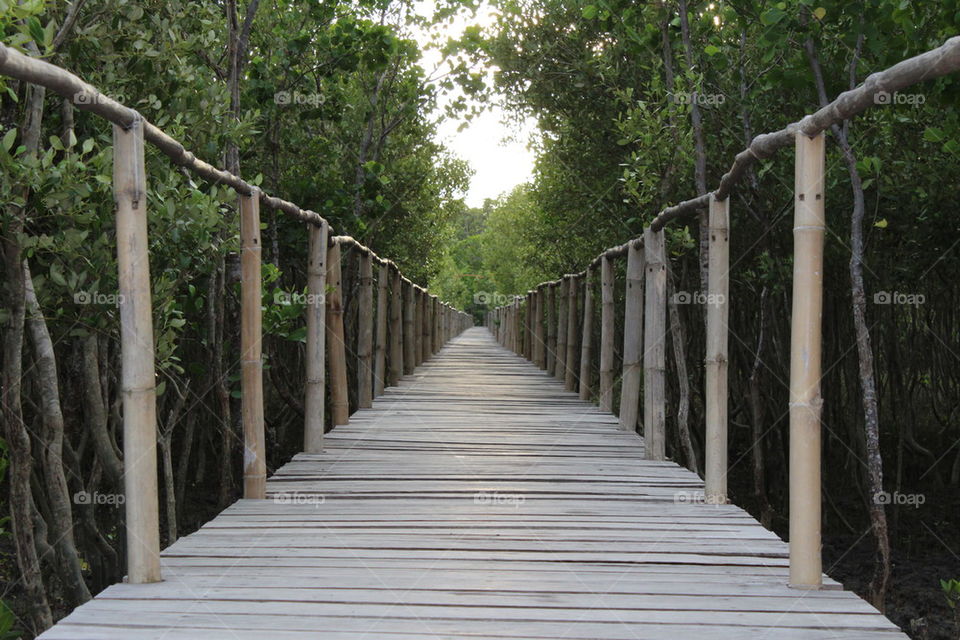 Mangrove Eco Park