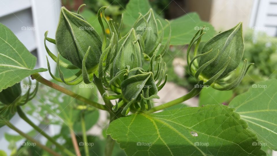 hibiscus bud