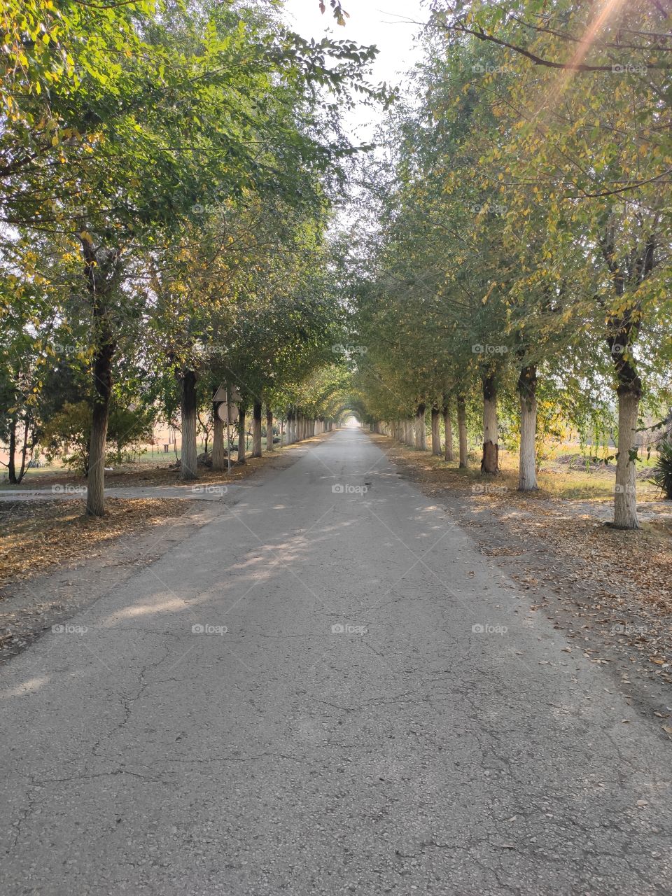 Trees around the road