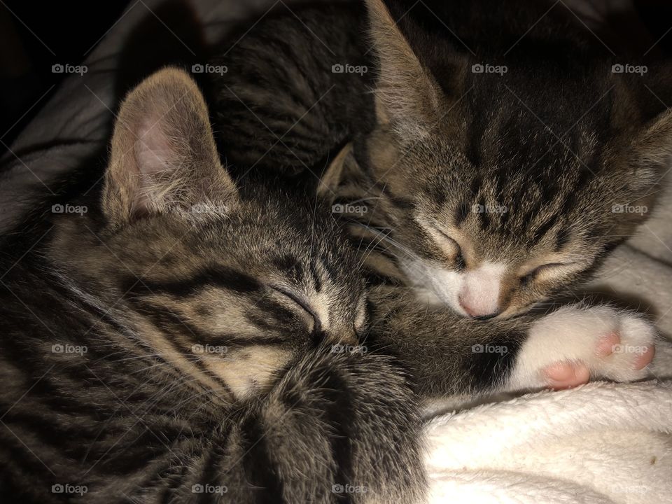 Tabby kitten siblings sleeping together