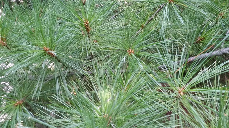 long needle pine