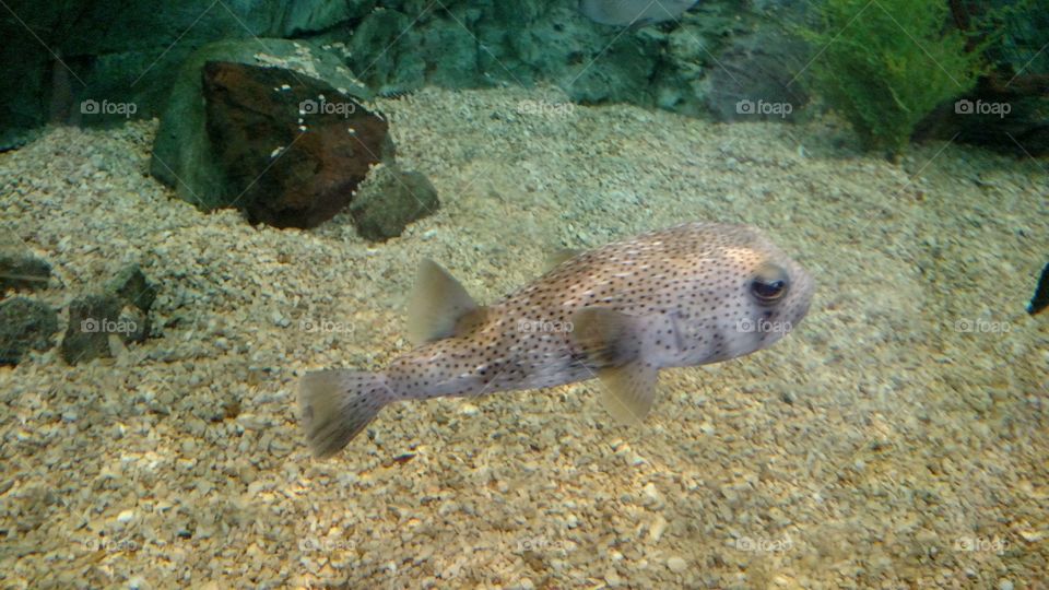 Puffer Fish