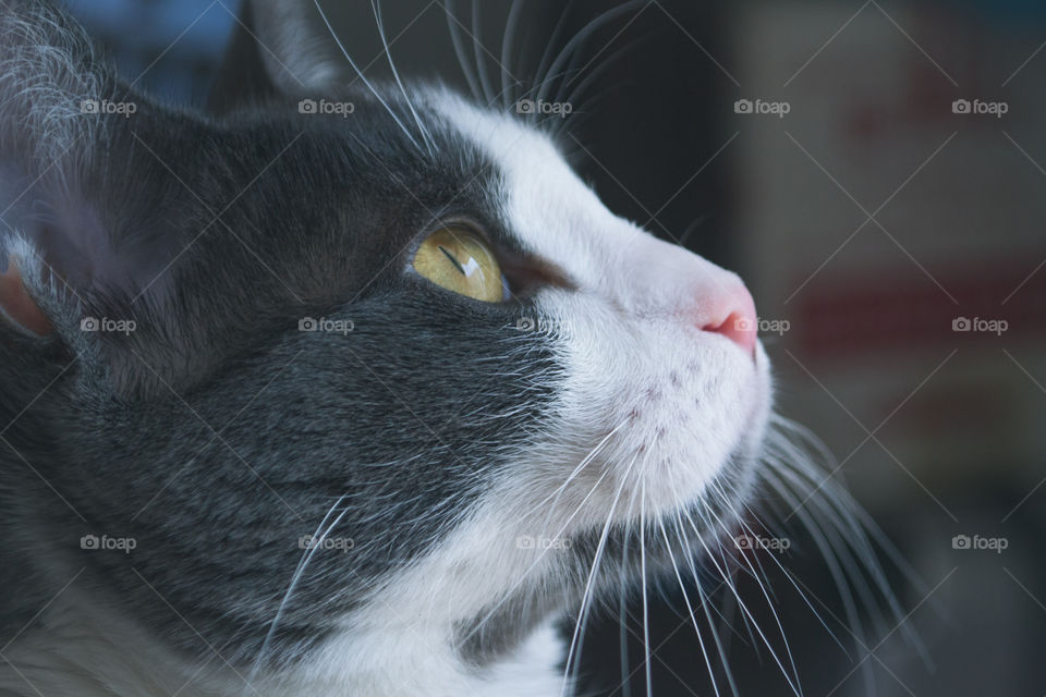 Close-up of a cat