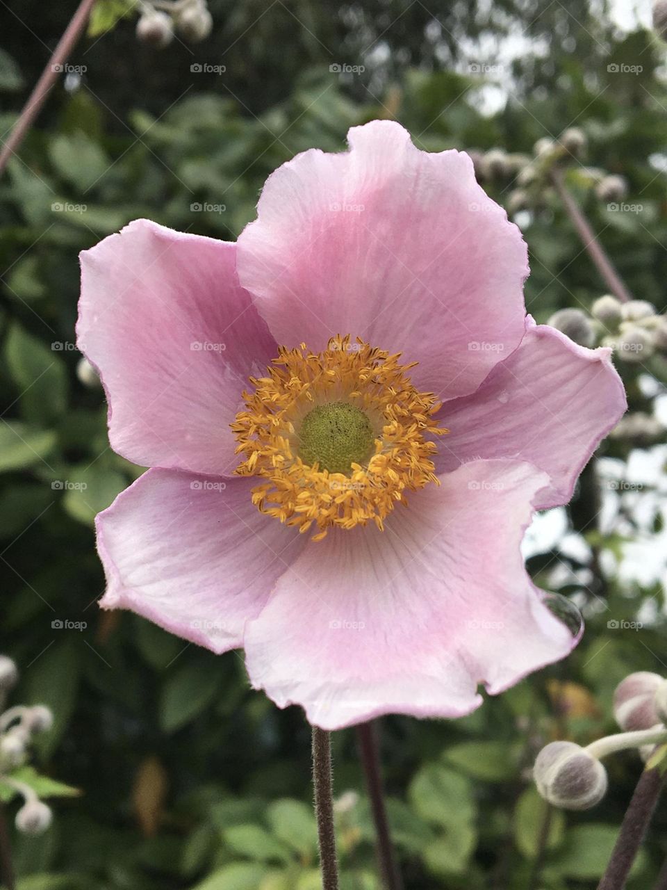 Sweet pinky japonica anemone