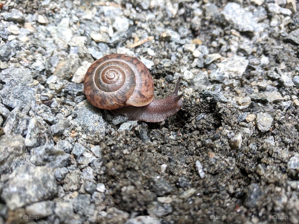🐌 Snail