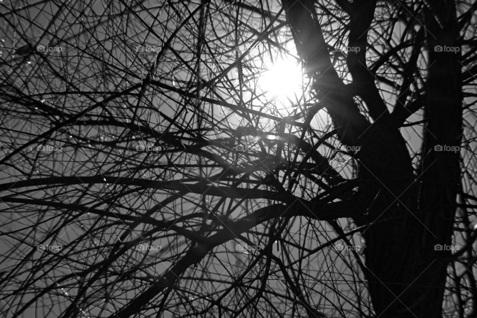Sun Through Branches