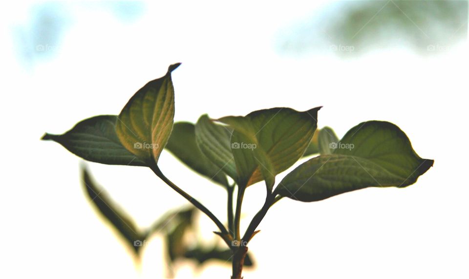 new leaves reaching for the sun.