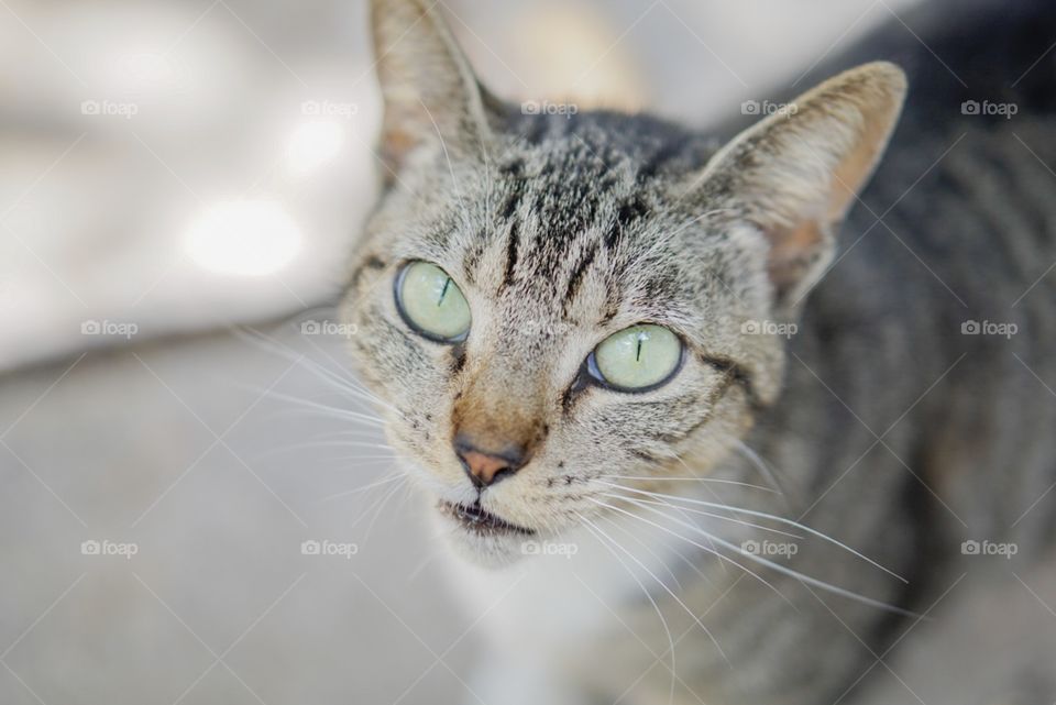 Animal, Eye, Cute, Pet, Cat