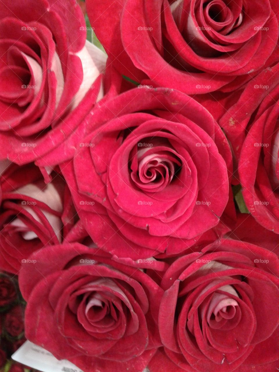 roses
