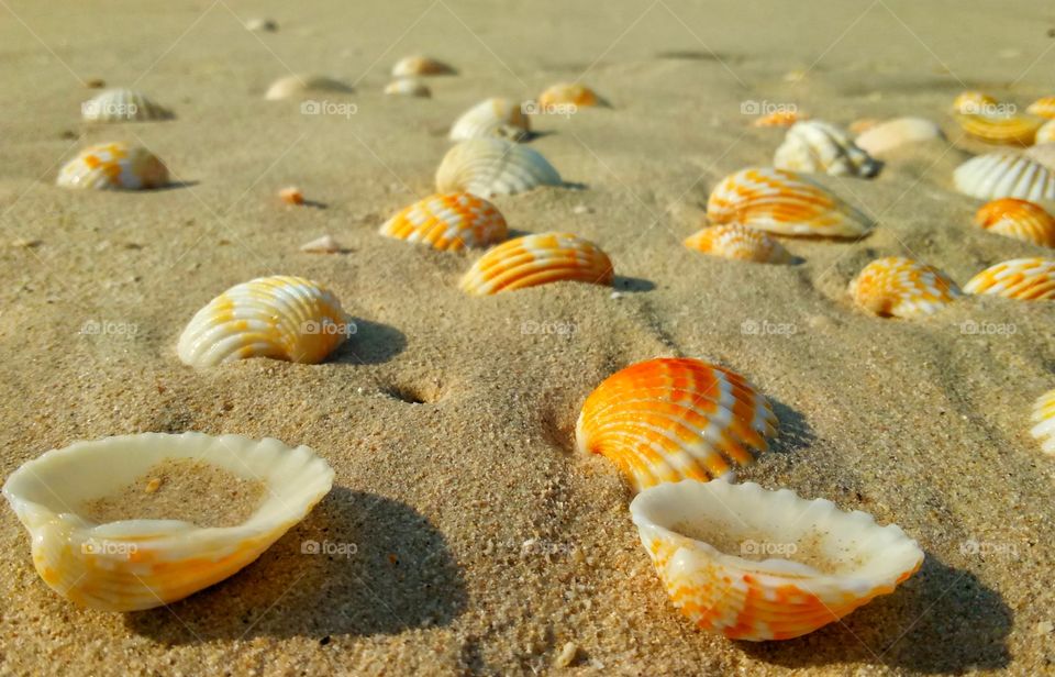 Collection of seashell on sandy beach