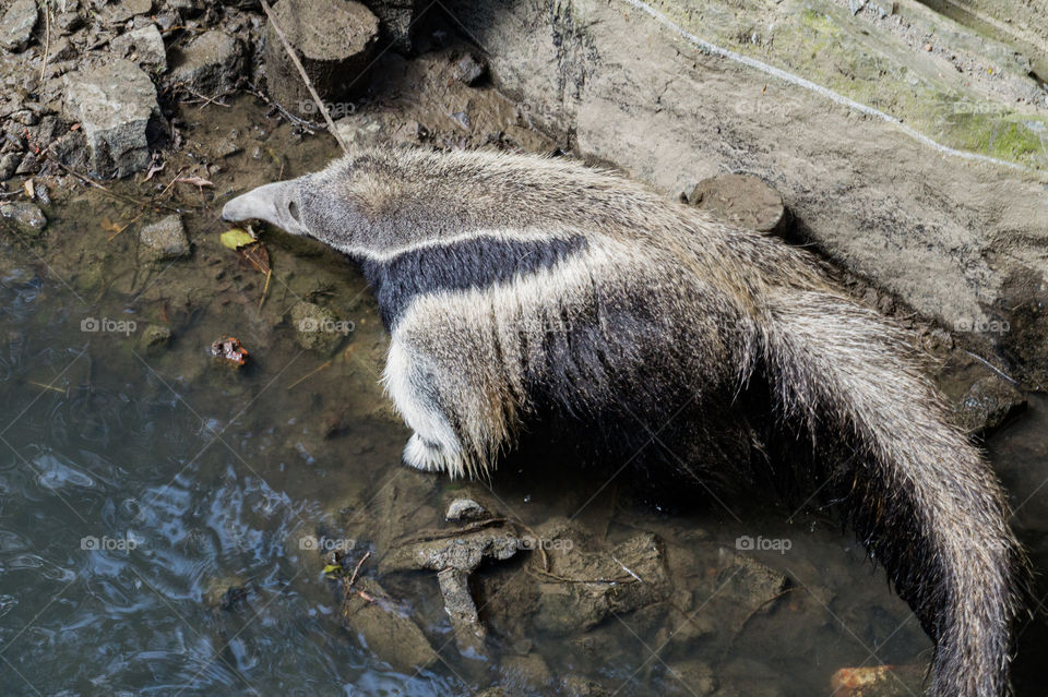 Whole anteater in river from profile