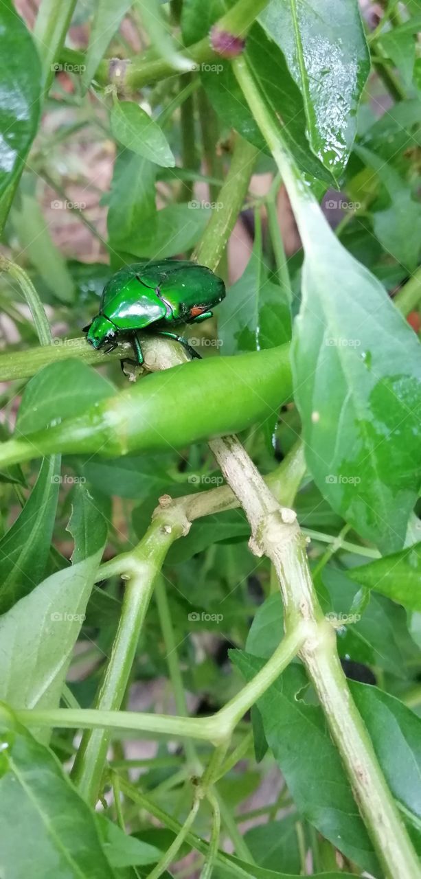 green insect