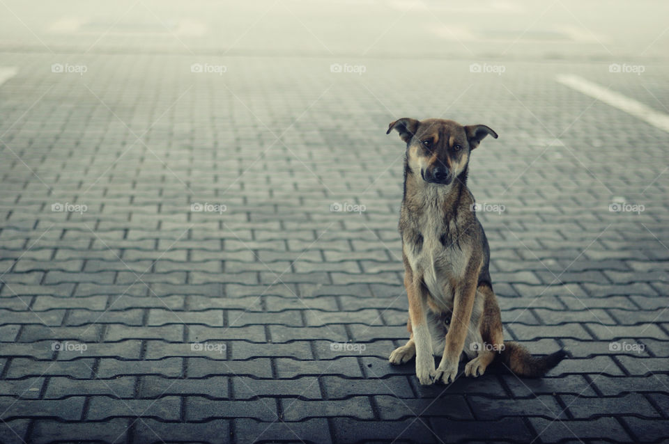 Dog sitting on street