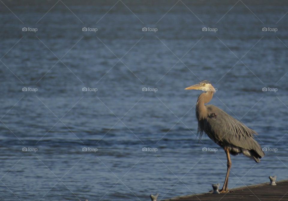 Great Blue Heron Standing on a Boat Dock