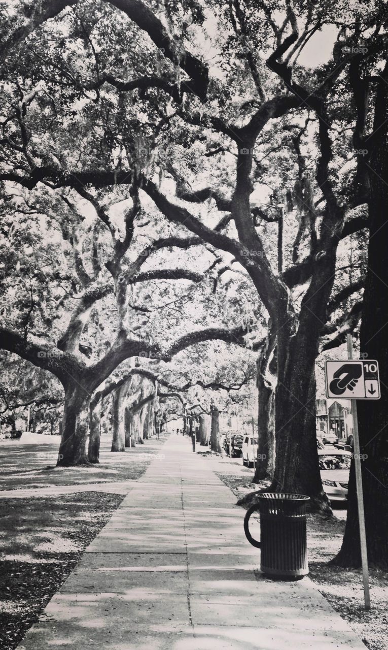 Oak tree tunnels in Savannah
