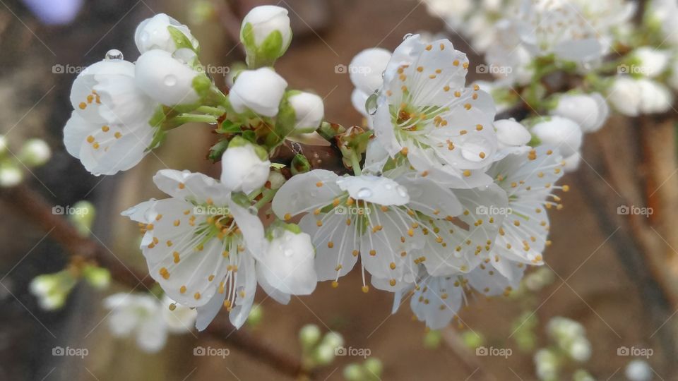 spring Plum blossoms