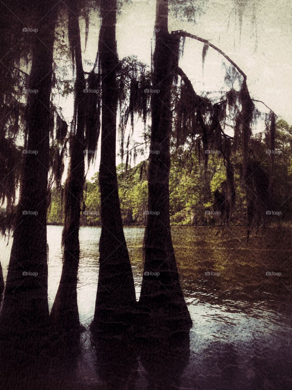 Spooky . Caddo Lake, Texas