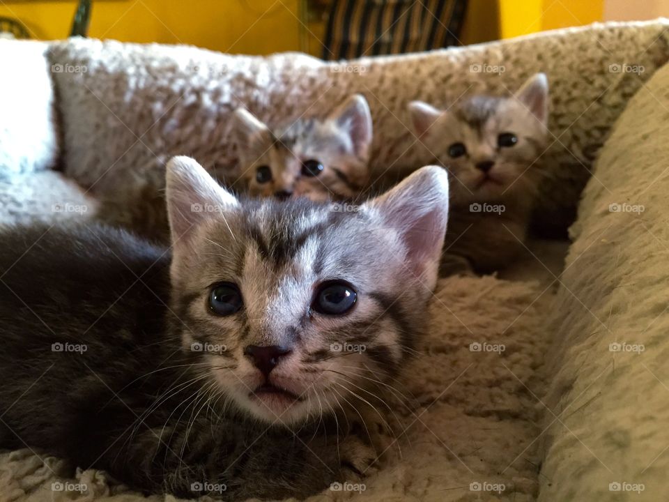 Kittens
