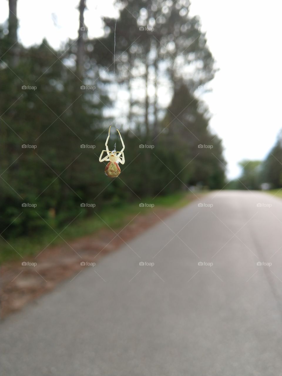 spider hanging from tree in the middle of a road