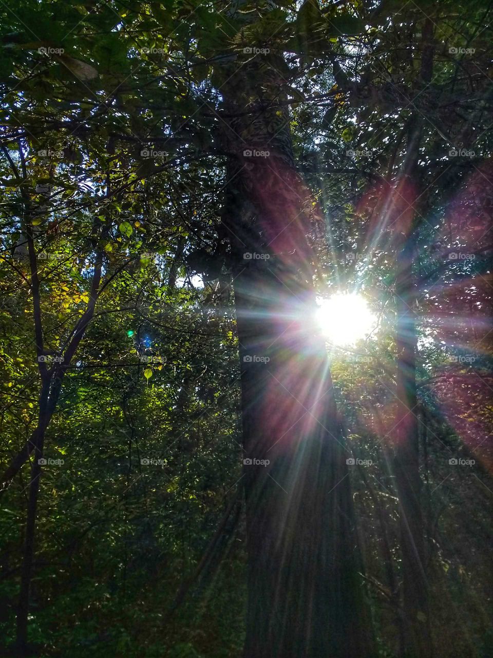 Pure Nature. Shine your life