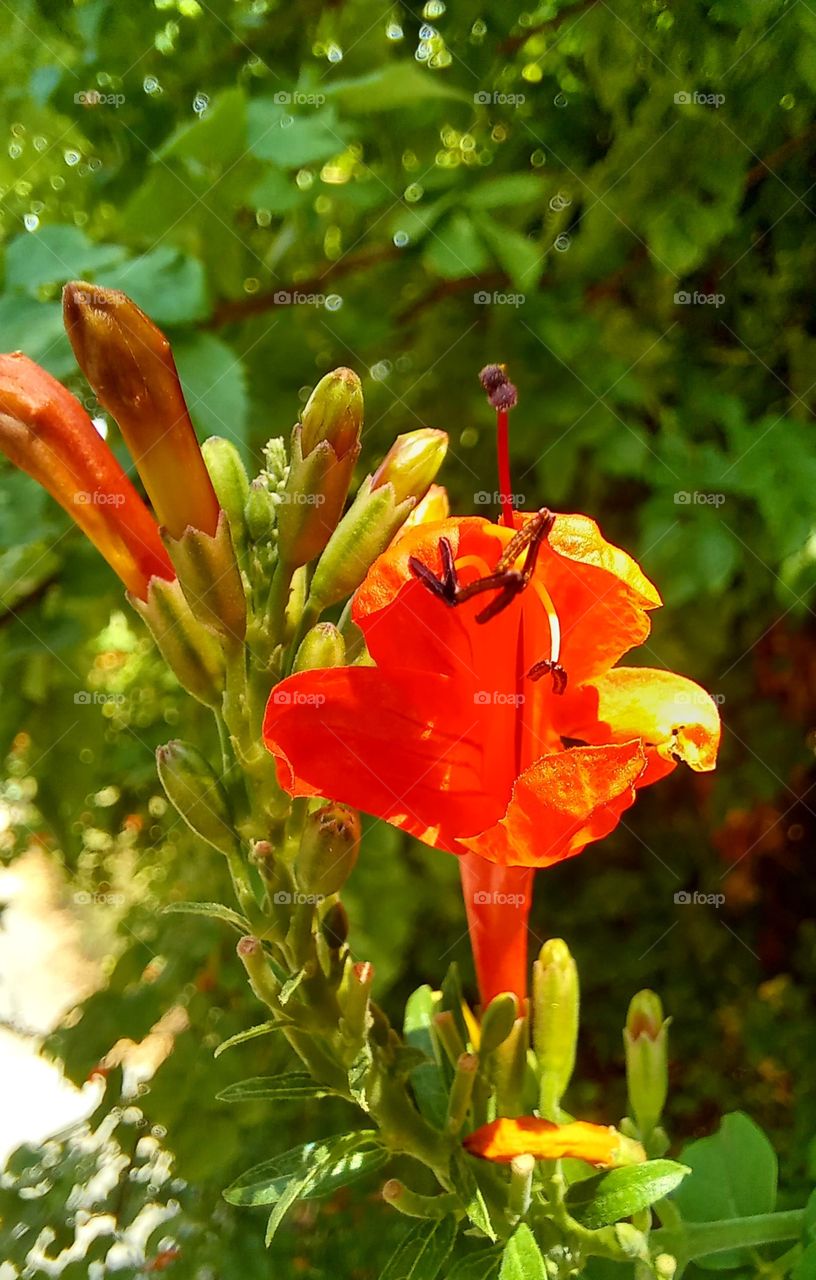 Tecoma capensis