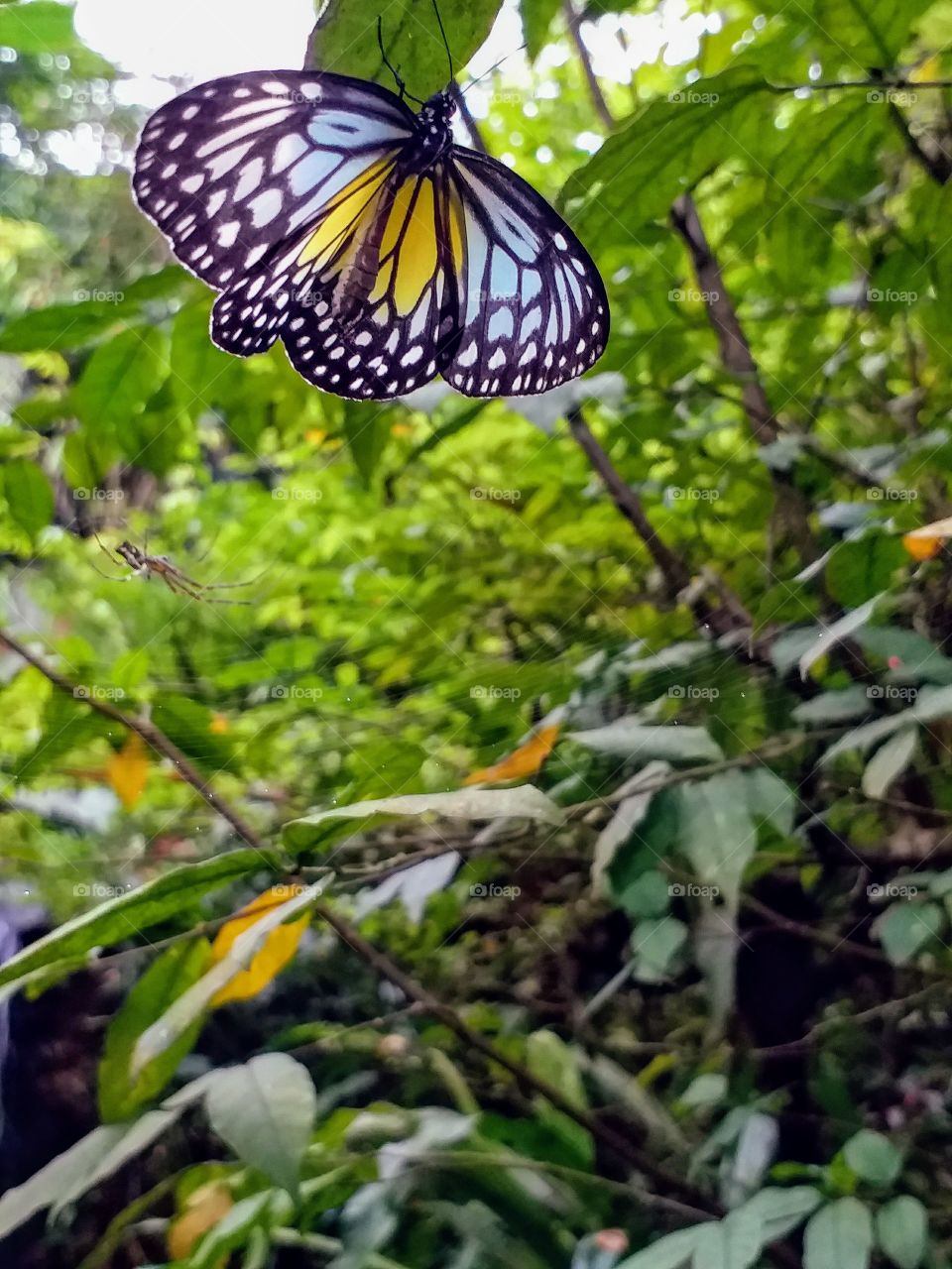 spider and butterfly.