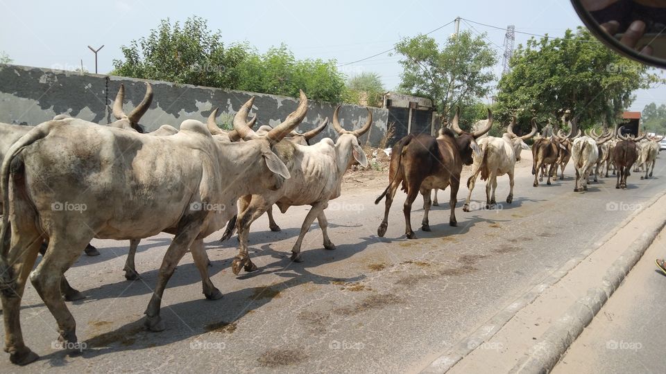cow on road