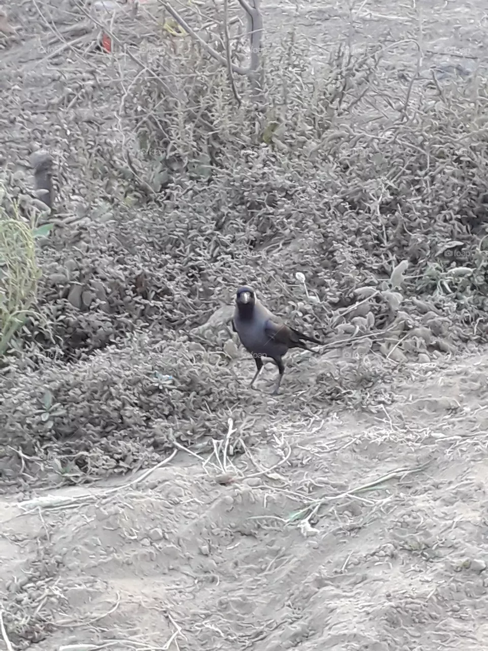crow