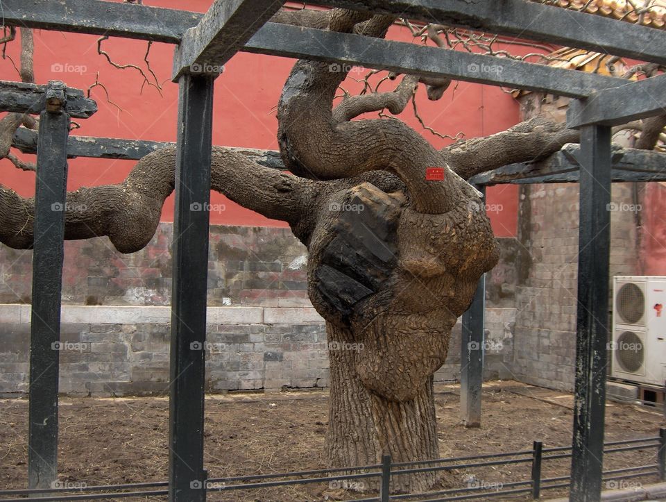 Scholar tree in  Forbidden City in Beijing China 