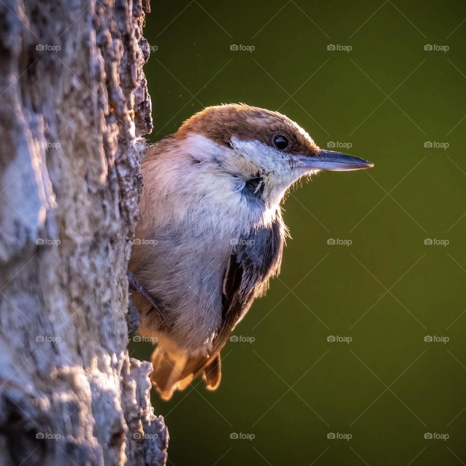 A brown headed nuthatch, backlit by the sun, pauses to rest while making a new home, while bits of sawdust still floating in the air.