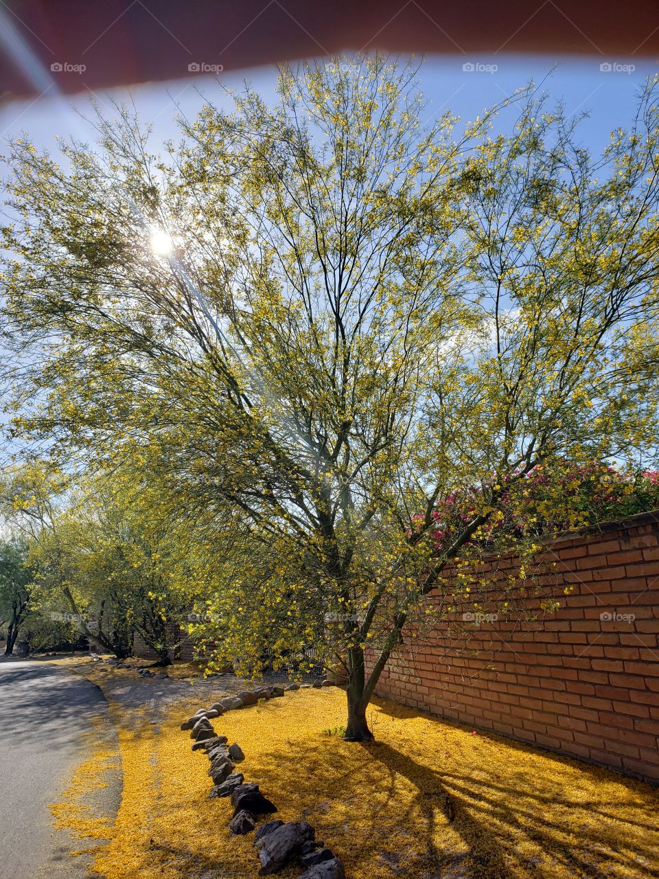 palo verde tree in bloom