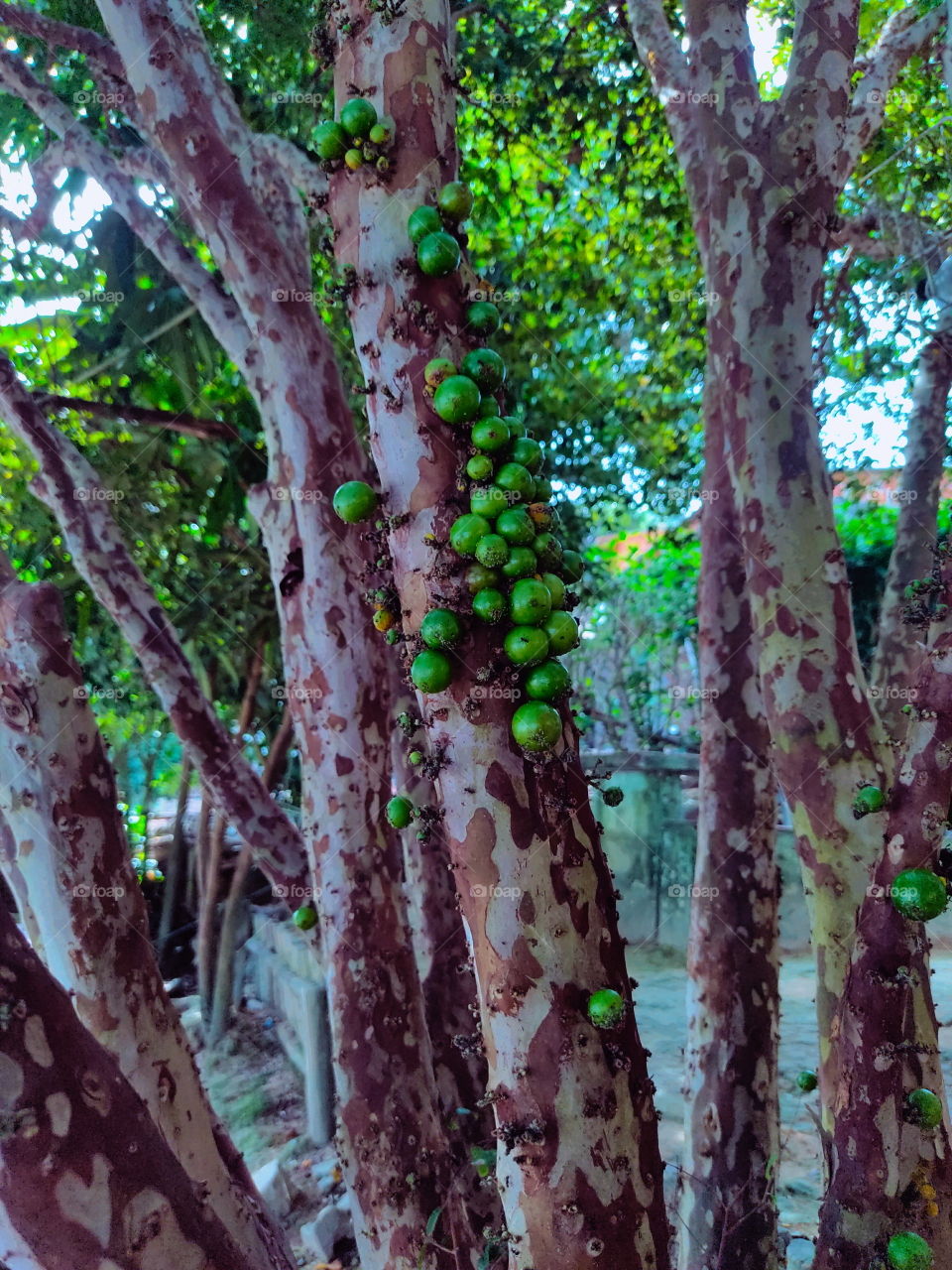 Jabuticaba