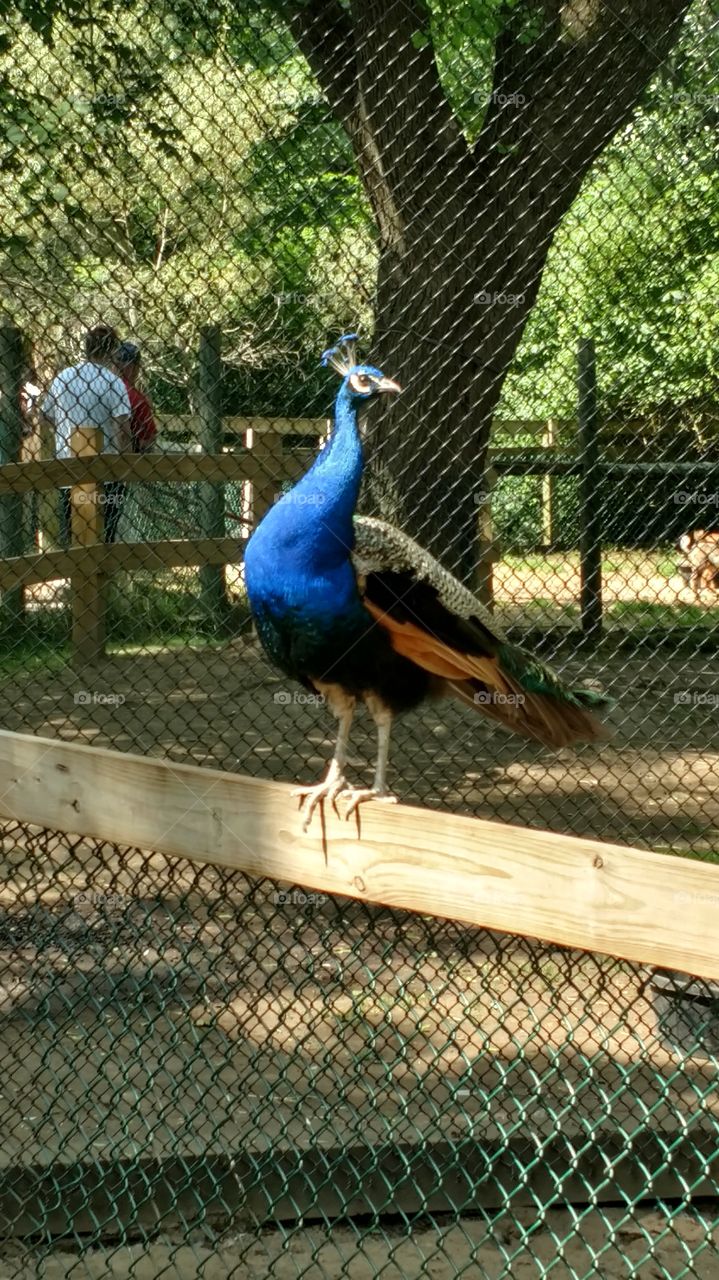 a Peacock at York Wild Kingdom in Maine