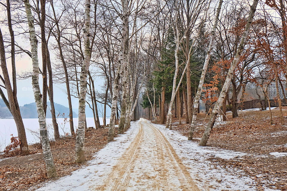 Snowy road with trees