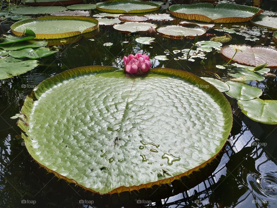 Round Lotus Leaves