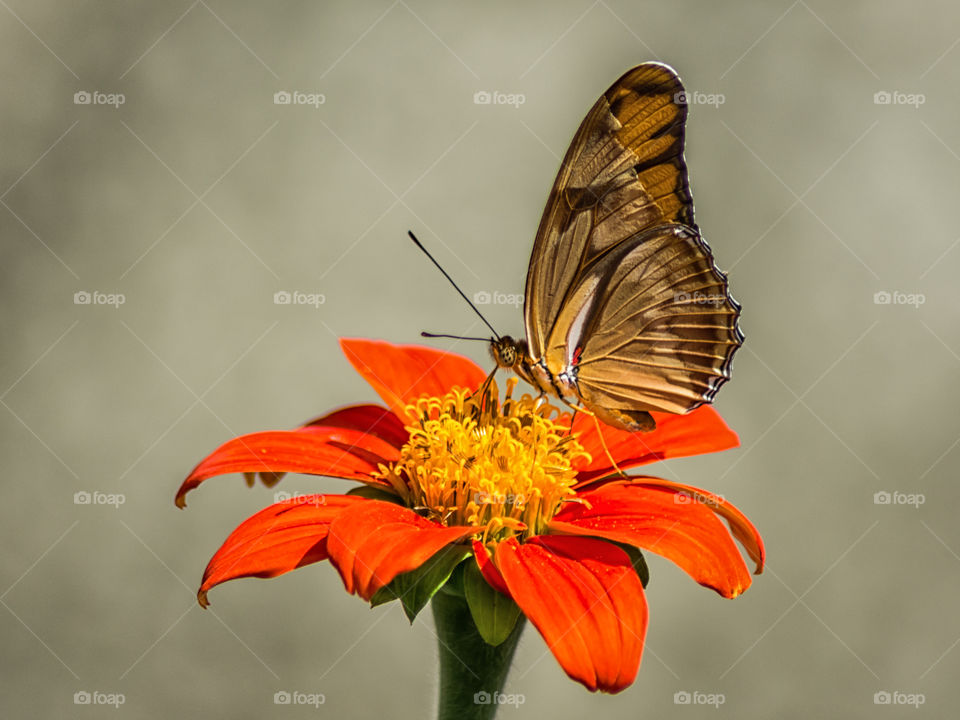 small beautiful butterfly