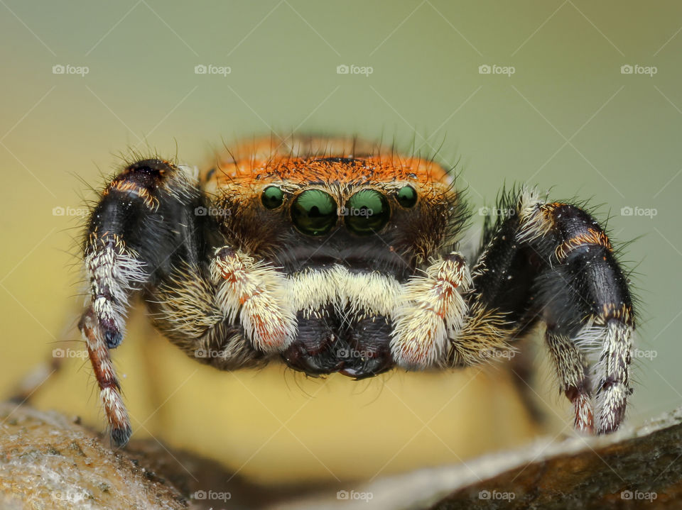 Jumping spider like crab