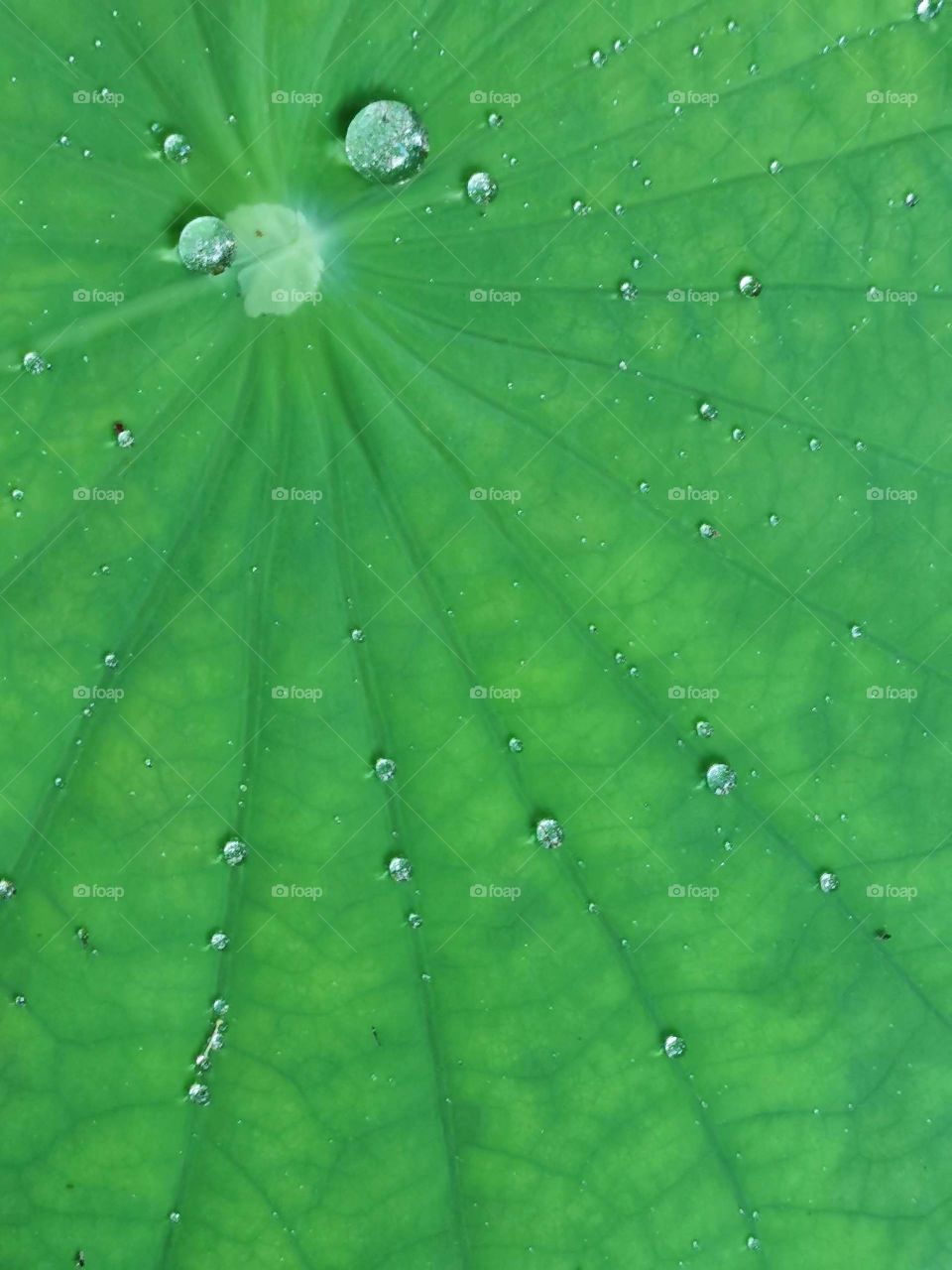 Lotus leaf 