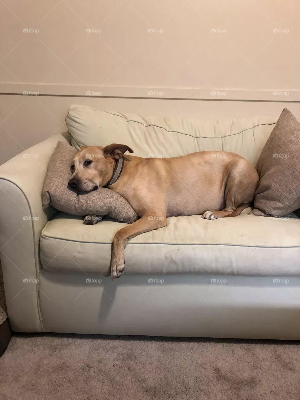 Dog Tired
