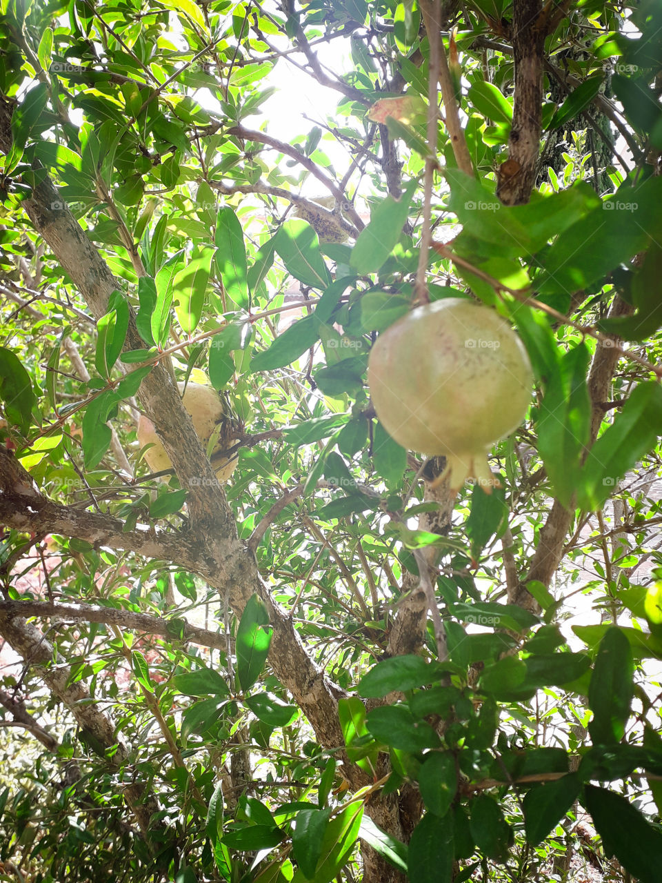 Pomegranate tree